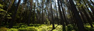 Pour sauver 30 ha de forêt en Alsace, participez à la souscription !