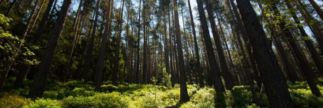 Une forêt alsacienne