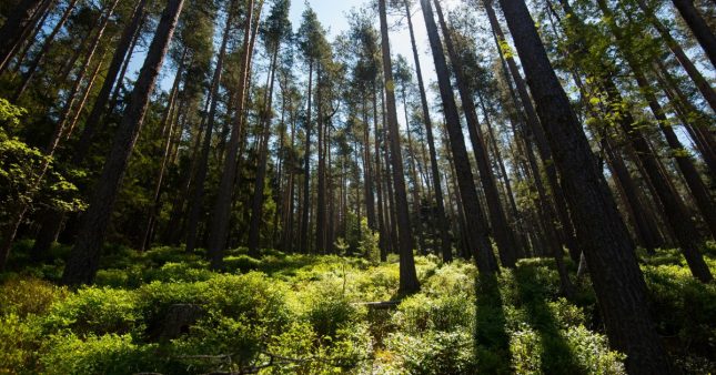 Pour sauver 30 ha de forêt en Alsace, participez à la souscription !