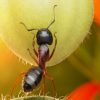 Les fourmis dans le potager : anges ou démons ?