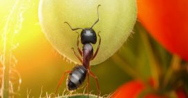 Les fourmis dans le potager : anges ou démons ?