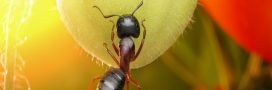 Les fourmis dans le potager : anges ou démons ? Les fourmis dans le potager : anges ou démons ?