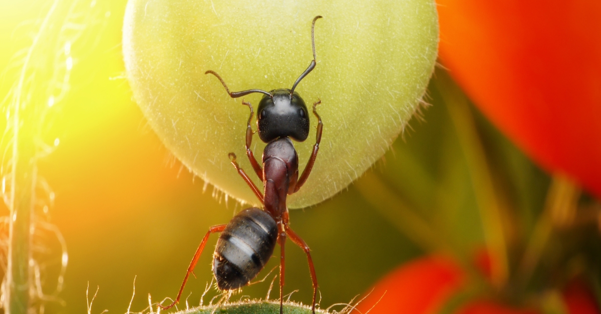 Les fourmis dans le potager : anges ou démons ?