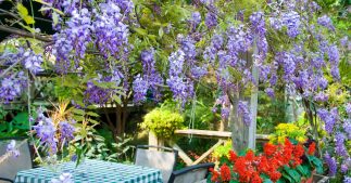 Quelles plantes grimpantes pour un balcon ou une terrasse ? Quelles plantes grimpantes pour un balcon ou une terrasse ?