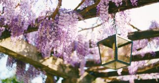 Quelles plantes grimpantes choisir pour des fleurs toute l'année ? Quelles plantes grimpantes choisir pour des fleurs toute l'année ?