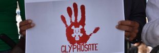 Le Glyphosate « n'est pas cancérigène », réaffirme l'Agence européenne des produits chimiques