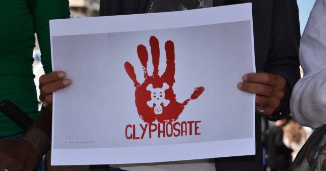 Le Glyphosate « n’est pas cancérigène », réaffirme l’Agence européenne des produits chimiques