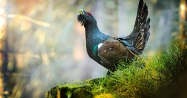 Le Grand Tétras des Pyrénées interdit de chasse pour 5 ans