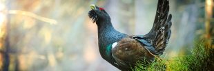 Le Grand Tétras des Pyrénées interdit de chasse pour 5 ans