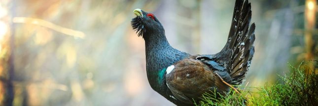 La chasse du grand tétras