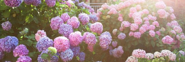 Protéger les hortensias de la chaleur