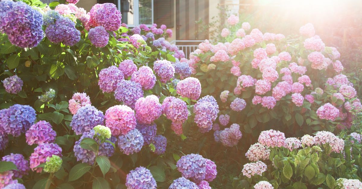 Canicule : protéger les hortensias du soleil, les astuces indispensables Canicule : protéger les hortensias du soleil, les astuces indispensables