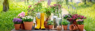 Canicule : 6 conseils pour préserver l'humidité dans les pots et jardinières