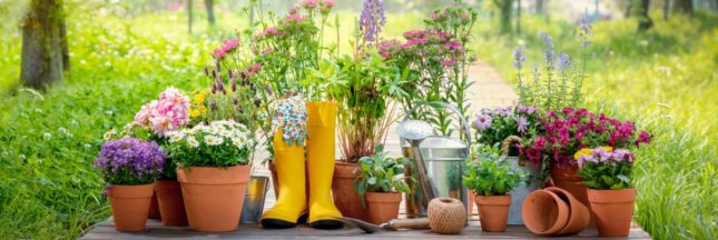 Des pots et jardinières en plein soleil