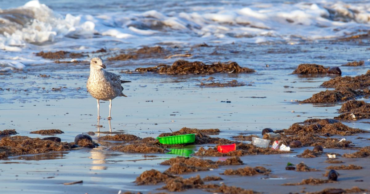 Journée mondiale de l'Océan : que faire à notre échelle ? Journée mondiale de l'Océan : que faire à notre échelle ?