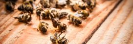 Les abeilles se suicident lorsque la température est trop élevée
