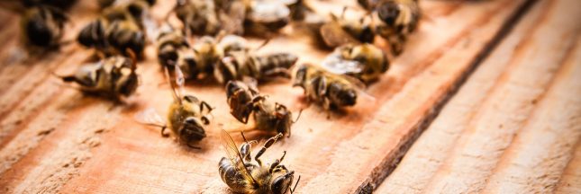 mortalite abeilles
