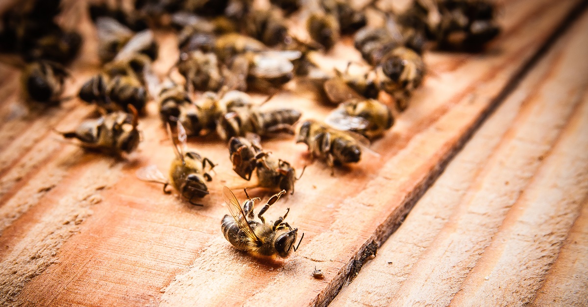 Les abeilles se suicident lorsque la température est trop élevée Les abeilles se suicident lorsque la température est trop élevée