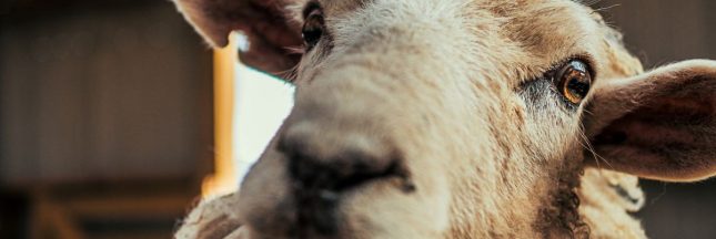 Un mouton noyé en mer Rouge