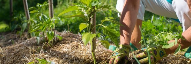 Quel paillage en cas de fortes chaleurs ?