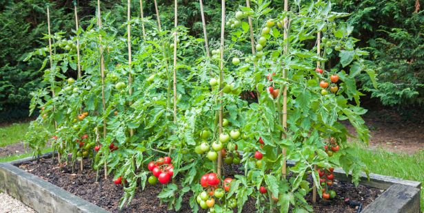 Des plants de tomates