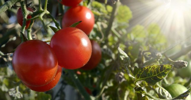 Des plants de tomates par canicule