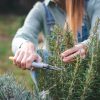 Nos conseils pour un romarin heureux, au jardin comme au balcon Nos conseils pour un romarin heureux, au jardin comme au balcon
