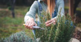 Nos conseils pour un romarin heureux, au jardin comme au balcon