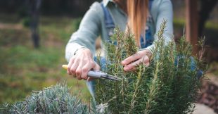 Nos conseils pour un romarin heureux, au jardin comme au balcon