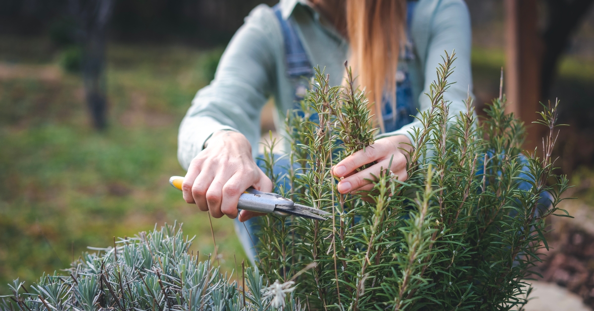 Nos conseils pour un romarin heureux, au jardin comme au balcon