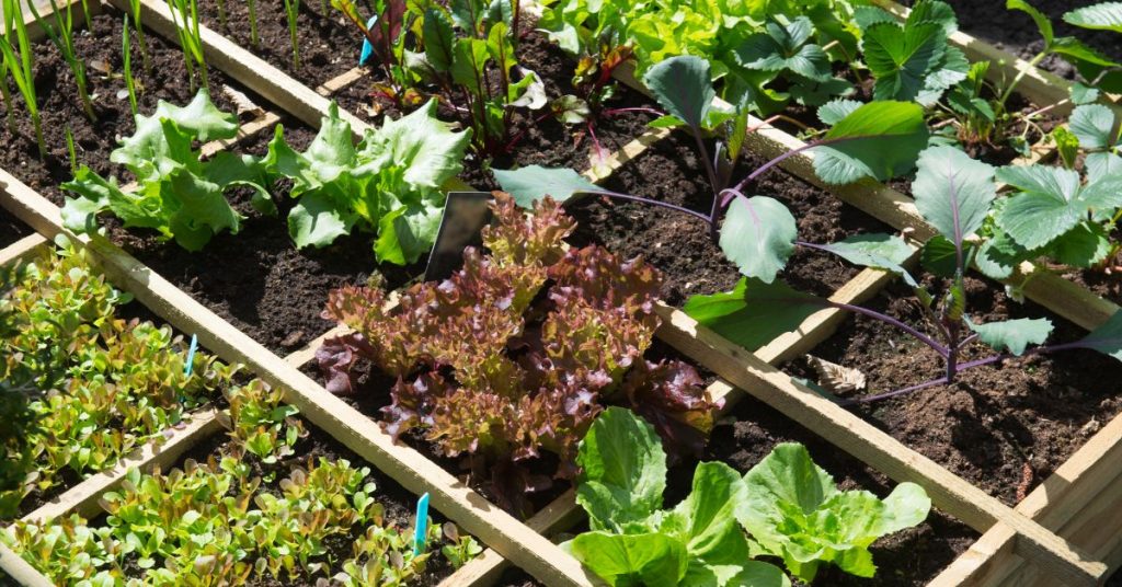 Quelles salades planter pour l’été et comment éviter qu’elles ne montent en graines ?
