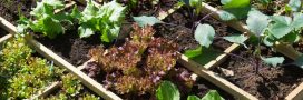 Quelles salades planter pour l'été et comment éviter qu'elles ne montent en graines ?
