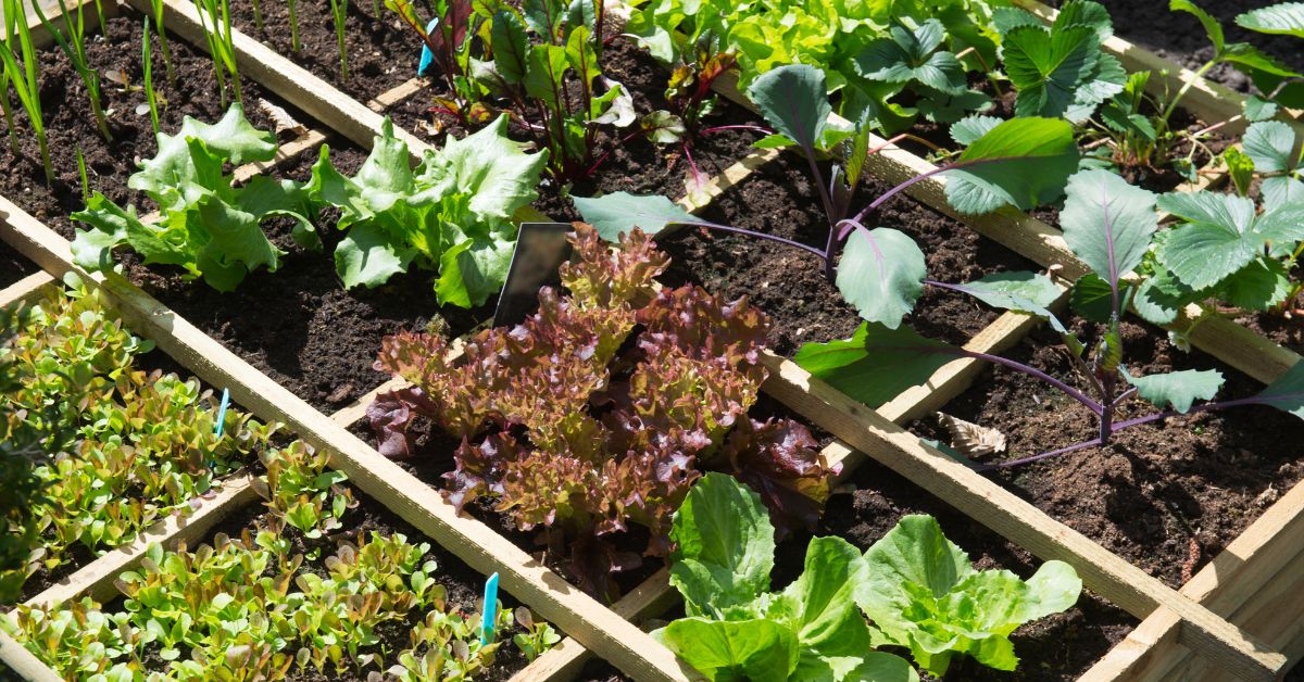 Quelles salades planter pour l'été et comment éviter qu'elles ne montent en graines ?