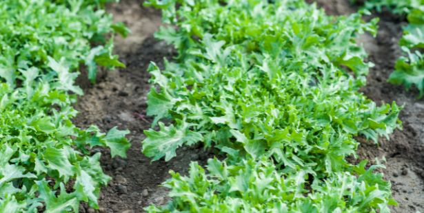 Salades à planter pour l'été