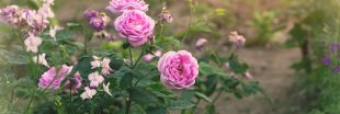 Soin des rosiers en été : nos conseils pour de belles roses