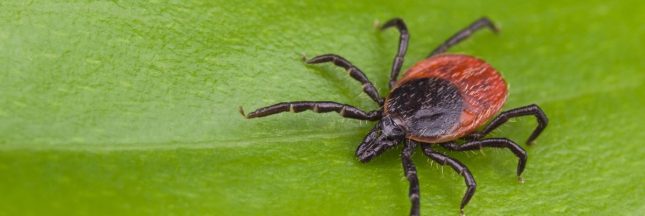 La carte de France des tiques