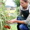 Booster les tomates : engrais naturel et astuces pour une belle récolte !
