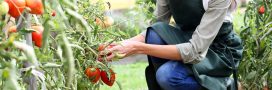 Booster les tomates : engrais naturel et astuces pour une belle récolte !
