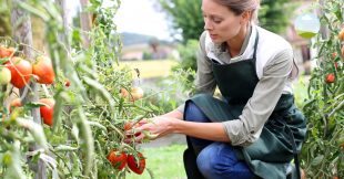 Booster les tomates : engrais naturel et astuces pour une belle récolte !
