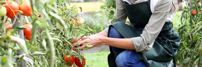 Booster la pousse des tomates
