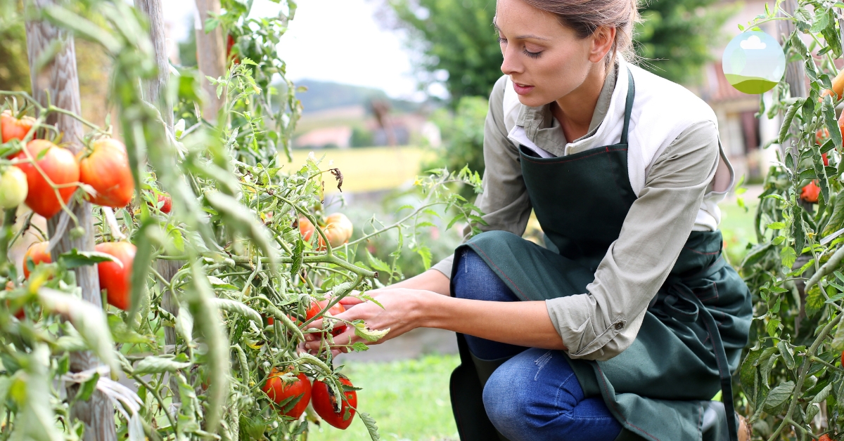 Booster les tomates : engrais naturel et astuces pour une belle récolte ! Booster les tomates : engrais naturel et astuces pour une belle récolte !