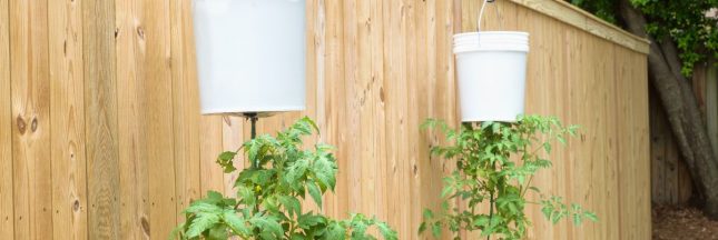 Faure pousser des tomates à l'envers