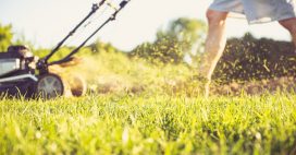 Biodiversité : la bonne hauteur pour tondre sa pelouse Biodiversité : la bonne hauteur pour tondre sa pelouse