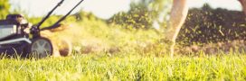 Biodiversité : la bonne hauteur pour tondre sa pelouse Biodiversité : la bonne hauteur pour tondre sa pelouse