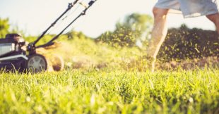 Biodiversité : la bonne hauteur pour tondre sa pelouse Biodiversité : la bonne hauteur pour tondre sa pelouse