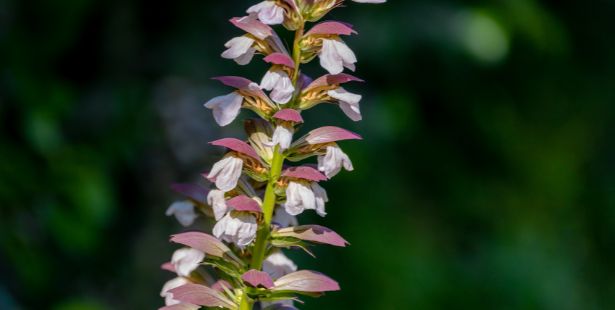 Une fleur d'acanthe.