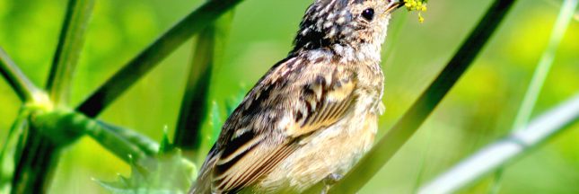 Chasses traditionnelles