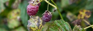 Mon framboisier a des feuilles jaunes : pourquoi et que faire ?