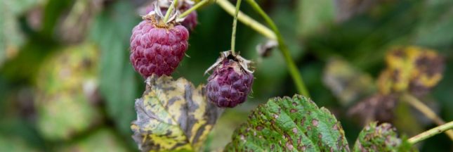 L'anthracnose, maladie du framboisier