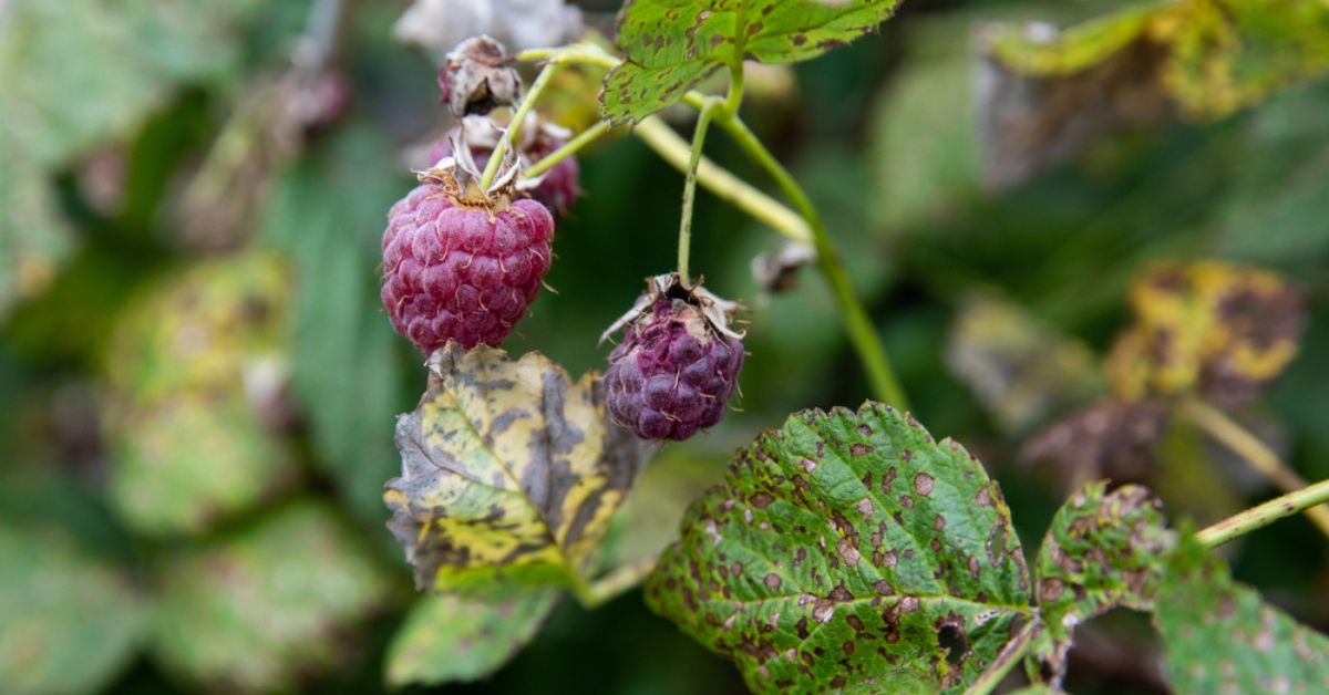 Le framboisier, les vertus de ses feuilles sur notre organisme - Blog  Herbes du Monde